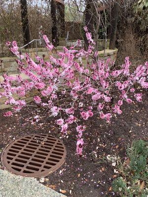 Beautiful blossoms!!