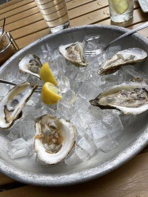 Great white oyster