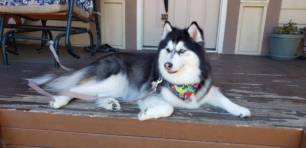 Mocha at home watching for rabbits!