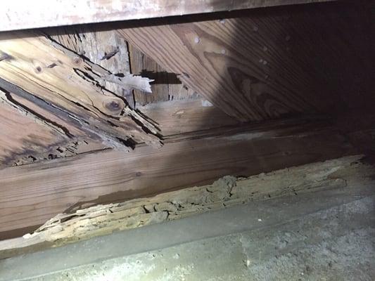 Termite damage in a crawl space in Waco, TX