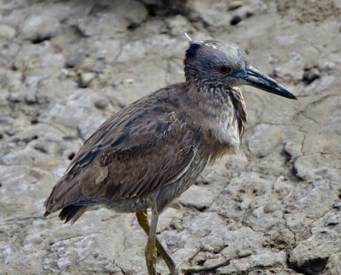 Very pretty Junenile Yellow-crowned Night Heron.