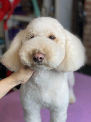 Mini Goldendoodle