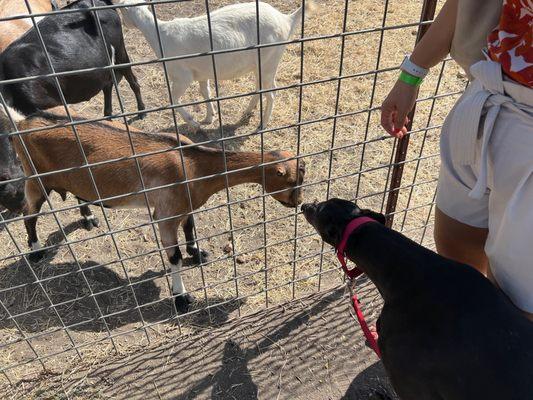 Goat petting zoo