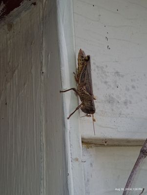 And this is a grasshopper that will not only eat your grass but destroy some outside plants..