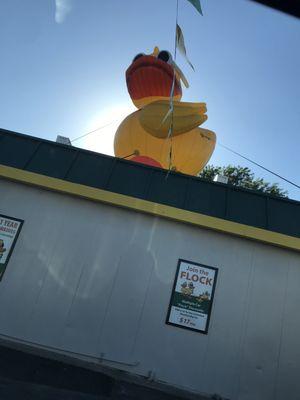 Follow the duck to free washes now thru July 4th 2021! Deals on monthly memberships and free vacuum thru the same time period