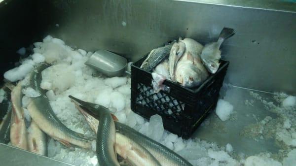 A couple of guys who just got taken out the pool, ready to be cleaned, steaked or filleted.