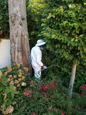 Mosquito Treatment in Long Island backyard.