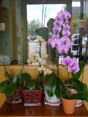 Be sure to schedule a Spring visit to view a collection of the Doctors' Orchids