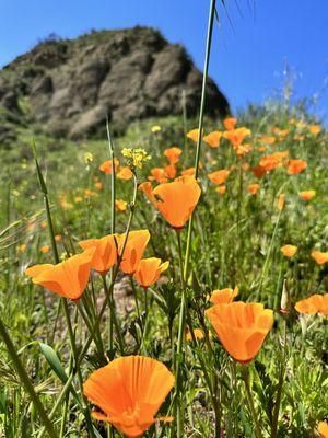 Hike in Cleveland National Forest