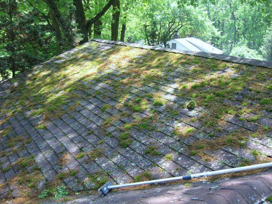 Green Moss/Lichen attacking your asphalt shingle roof. This roof will required numerous applications of our eco safe roof cleaning detergent