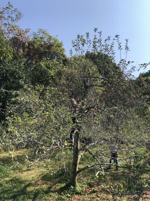 Dude climbing tree to get only apples