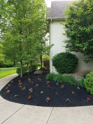 Begonia planting