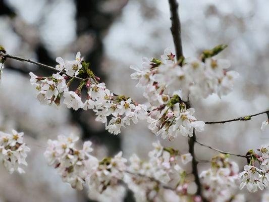 Arnold Arboretum