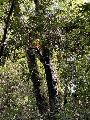 Climbed our trees!