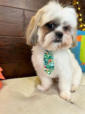 Post-grooming glow! Your pet is in good hands at Edmond's top grooming salon.