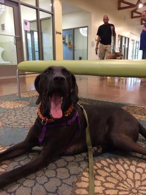 Coal dog at his adoption from the Lynchburg Humane Society