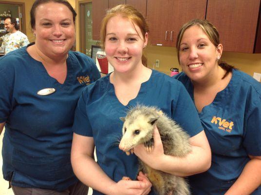 We are happy to help our neighborhood possum!