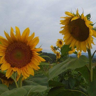 Locally grown vegetables, fruits and flowers