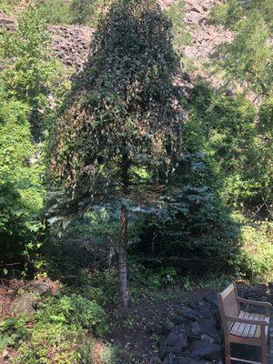 After cutting back only 1 of the 4 landscaped trees, they didn't remove the vines, now attempting to reclaim our tree.