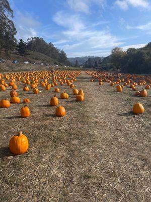 Awesome pumpkin farm with massive and unique pumpkins, great stems and a petting zoo!