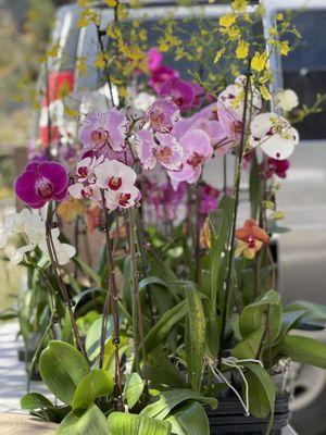 Omg so pretty orchids!