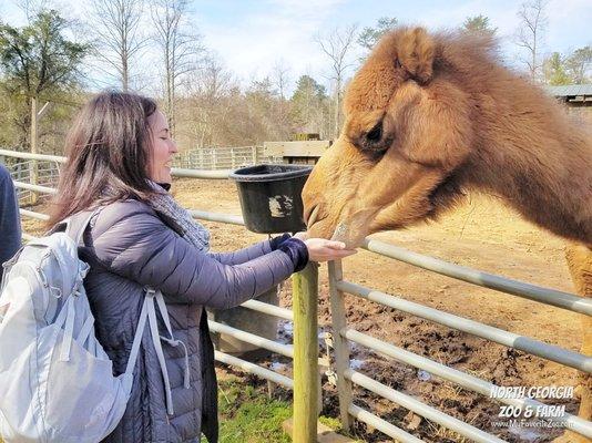 Our camel experience is unforgettable!