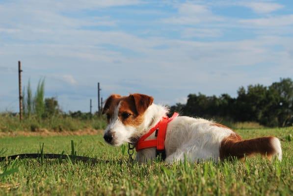 Ahhhh - relaxation at The Farm. It does a city dog good!!!