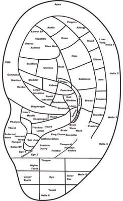 Map of ear reflexology. The ear is used to treat addiction and helps treat insomnia and can support weight loss.