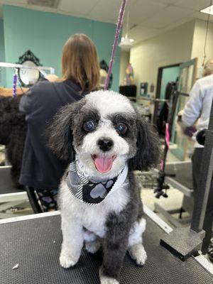 Toy poodle groomed by Heidi