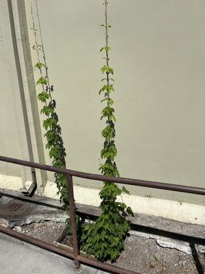 Hops growing near the entrance