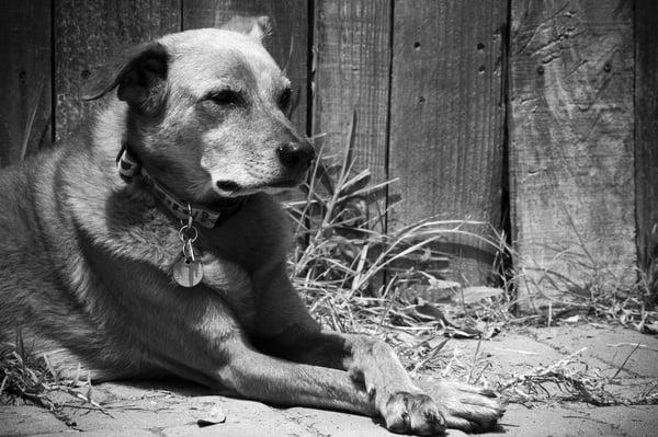 Soulful Toby...he is a dog that you have to be very respectful and dog like to win his heart.  Once you do, he is your best friend.