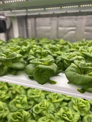 Inside the butter lettuce unit.. so amazing