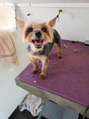 Ce Ce the sweet Yorkie looking good on our table post haircut!