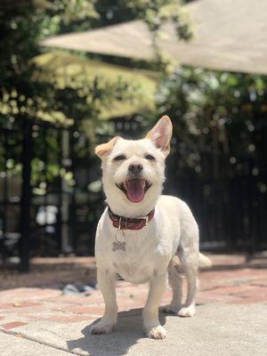 Bear is all smiles during his first staycation at the Hot Dog Hotel!