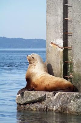 Steller's Sea Lion lounging on a pier