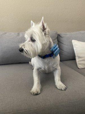 Sam - Westie (3 yr.)