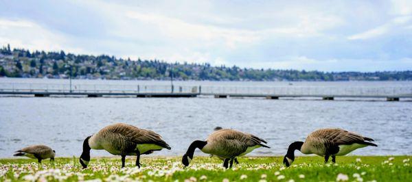 Gene Coulon Memorial Beach Park