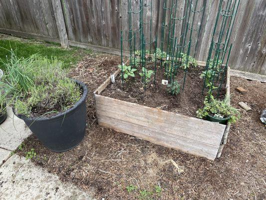 My new veggies from Hackers - tomatillos, tomatoes, and peppers