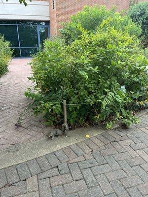 Squirrel chilling by the many plants surrounding the walkway.