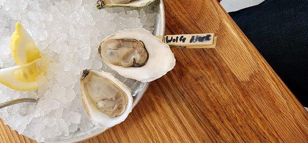 Wolfe River raw oysters