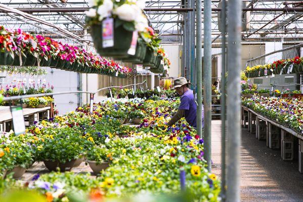 Our employees in purple shirts can help you find the perfect spring annuals!