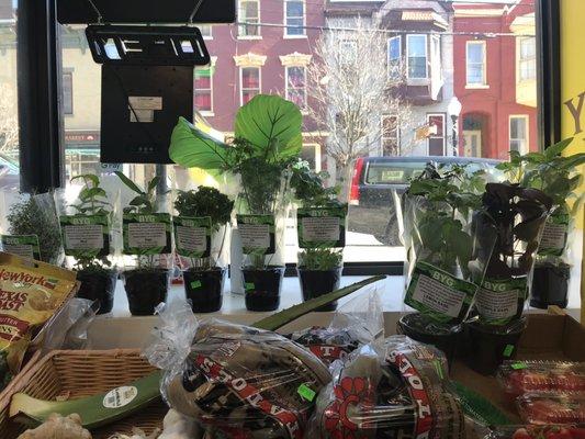 Pots of organic live herbs for sale in the produce area -- including harder-to-find stuff like Thai basil!