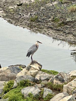 Great Blue Heron.