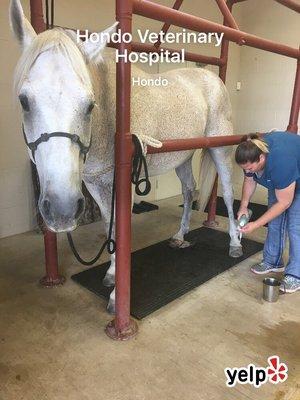 Getting his hocks injected