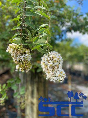 Beautiful Crape Myrtle Trees with white flowers at SCC Nursery in SW Ranches