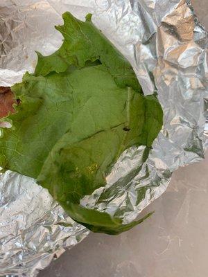 Dead bug on lettuce