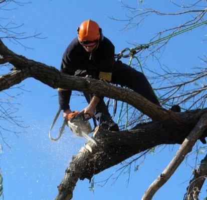 Removal of a large limb overhanging the garage