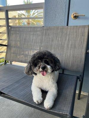 Emma's teddy bear haircut.