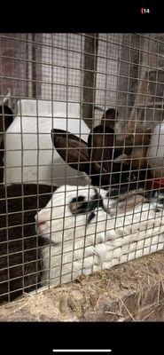 Bunnies smooshed together in cage