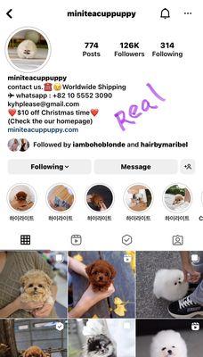 This is the real account selling highend designer dogs in South Korea. This scamming company are stealing their photos from 2020